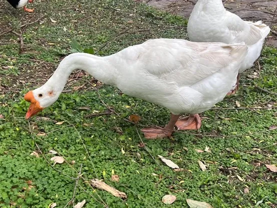 理响（理响理响，叫得最响，御用花名宁宁）